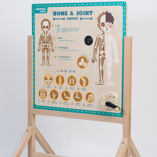 Skeleton and Joints